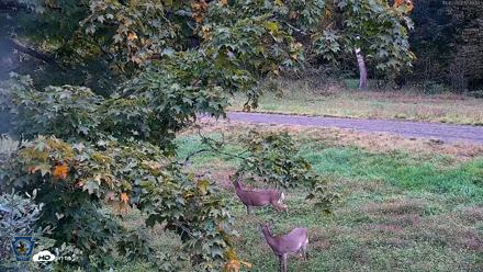 Pennsylvania Elk Live Webcam - Oct 2, 2026, 5:19pm EDT