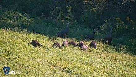 Pennsylvania Elk Live Webcam - Sep 7, 2026, 11:47am EDT