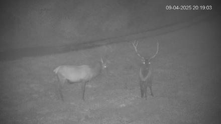 Pennsylvania Elk Live Webcam - Sep 4, 2025, 8:19pm EDT