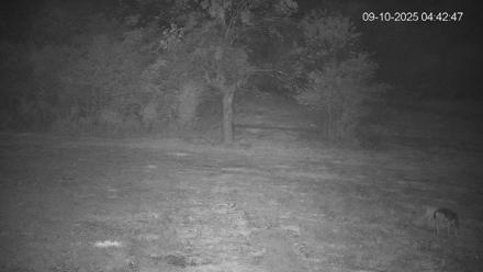 Pennsylvania Elk Live Webcam - Sep 10, 2025, 4:43am EDT