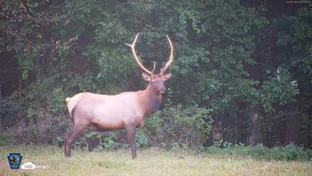 Pennsylvania Elk Live Webcam - Sep 9, 2026, 7:02pm EDT