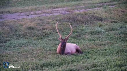 Pennsylvania Elk Live Webcam - Sep 8, 2026, 7:45pm EDT