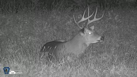 Pennsylvania Elk Live Webcam - Sep 29, 2026, 4:37am EDT