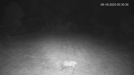 Pennsylvania Elk Live Webcam - Sep 19, 2025, 5:31am EDT