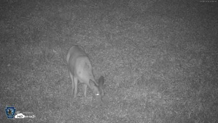 Pennsylvania Elk Live Webcam - Aug 11, 2026, 4:21am EDT