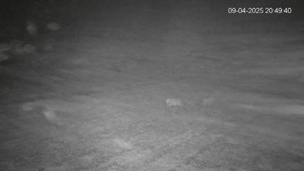 Pennsylvania Elk Live Webcam - Sep 4, 2025, 8:50pm EDT