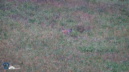 Pennsylvania Elk Live Webcam - Sep 28, 2026, 6:27pm EDT