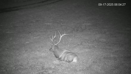 Pennsylvania Elk Live Webcam - Sep 17, 2025, 6:05am EDT