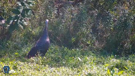 Pennsylvania Elk Live Webcam - Sep 7, 2026, 11:55am EDT