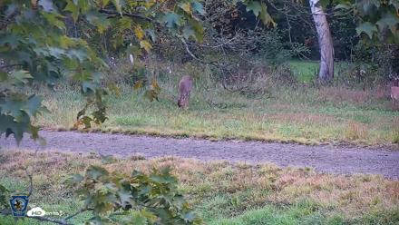 Pennsylvania Elk Live Webcam - Sep 30, 2026, 5:32pm EDT