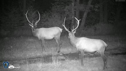 Pennsylvania Elk Live Webcam - Aug 27, 2026, 9:02pm EDT