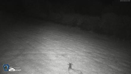 Pennsylvania Elk Live Webcam - Sep 10, 2026, 2:30am EDT