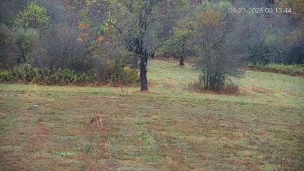 Pennsylvania Elk Live Webcam - Sep 23, 2025, 9:14am EDT