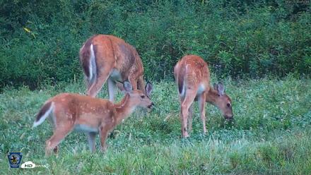 Pennsylvania Elk Live Webcam - Sep 6, 2026, 8:55am EDT