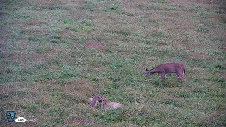 Pennsylvania Elk Live Webcam - Oct 1, 2026, 8:21am EDT