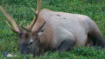 Pennsylvania Elk Live Webcam - Sep 8, 2026, 7:35pm EDT