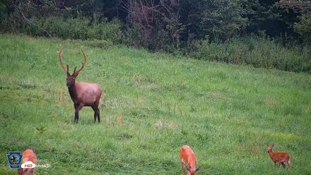 Pennsylvania Elk Live Webcam - Aug 10, 2026, 7:28pm EDT