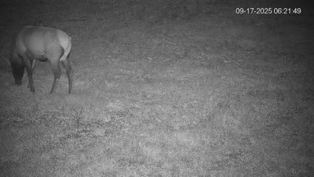 Pennsylvania Elk Live Webcam - Sep 17, 2025, 6:22am EDT