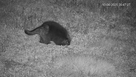 Pennsylvania Elk Live Webcam - Oct 6, 2025, 8:48pm EDT