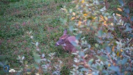Pennsylvania Elk Live Webcam - Oct 2, 2026, 6:25pm EDT
