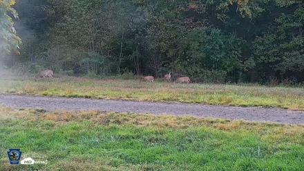 Pennsylvania Elk Live Webcam - Sep 30, 2026, 5:21pm EDT