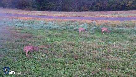 Pennsylvania Elk Live Webcam - Sep 30, 2026, 7:08am EDT