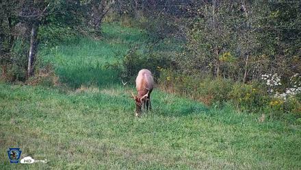 Pennsylvania Elk Live Webcam - Sep 8, 2026, 6:14pm EDT