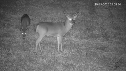 Pennsylvania Elk Live Webcam - Oct 15, 2025, 9:10pm EDT