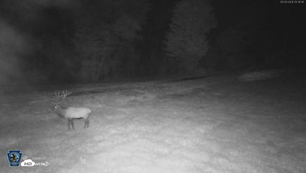 Pennsylvania Elk Live Webcam - Oct 3, 2026, 9:33pm EDT