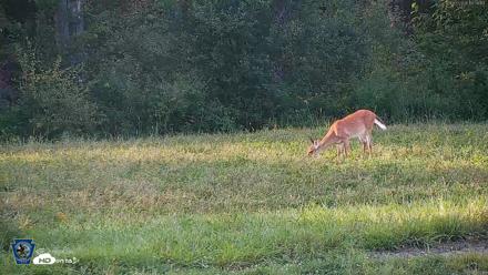 Pennsylvania Elk Live Webcam - Sep 7, 2026, 6:07pm EDT