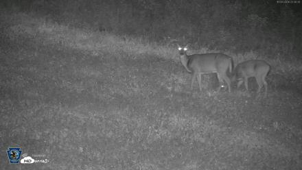 Pennsylvania Elk Live Webcam - Oct 3, 2026, 10:31pm EDT