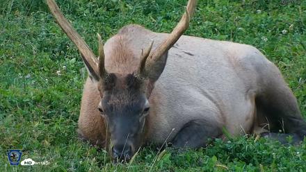 Pennsylvania Elk Live Webcam - Sep 8, 2026, 7:35pm EDT