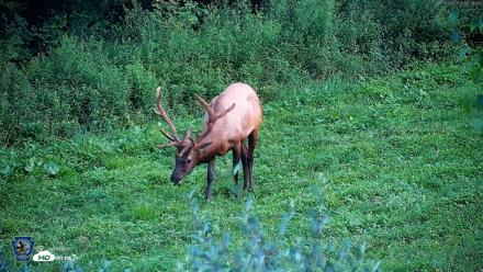 Pennsylvania Elk Live Webcam - Aug 8, 2026, 7:28pm EDT