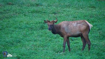 Pennsylvania Elk Live Webcam - Aug 7, 2026, 7:37pm EDT