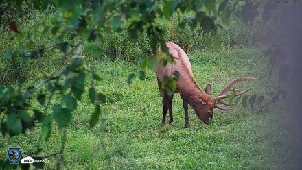 Pennsylvania Elk Live Webcam - Aug 6, 2026, 7:24pm EDT