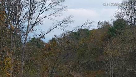 Pennsylvania Elk Live Webcam - Oct 11, 2025, 8:59am EDT