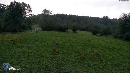 Pennsylvania Elk Live Webcam - Aug 11, 2026, 6:16am EDT