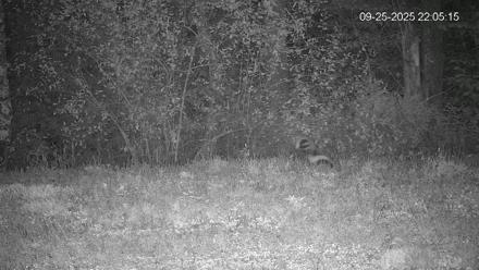 Pennsylvania Elk Live Webcam - Sep 25, 2025, 10:06pm EDT