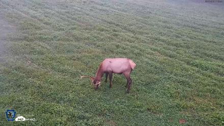 Pennsylvania Elk Live Webcam - Sep 7, 2026, 7:04am EDT
