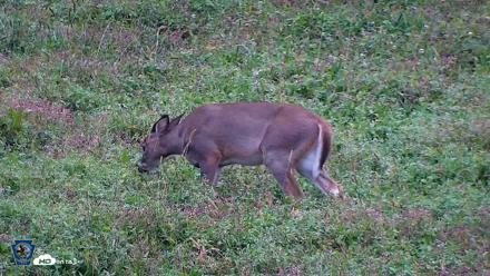 Pennsylvania Elk Live Webcam - Sep 29, 2026, 6:51pm EDT