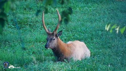 Pennsylvania Elk Live Webcam - Aug 18, 2026, 6:53pm EDT