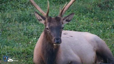 Pennsylvania Elk Live Webcam - Sep 8, 2026, 7:41pm EDT
