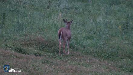 Pennsylvania Elk Live Webcam - Sep 28, 2026, 7:08pm EDT