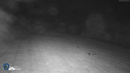 Pennsylvania Elk Live Webcam - Sep 10, 2026, 1:46am EDT