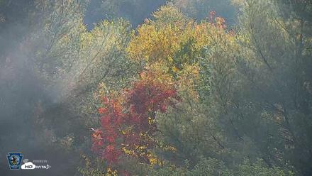Pennsylvania Elk Live Webcam - Oct 3, 2026, 9:02am EDT