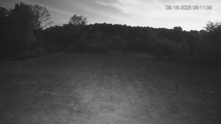 Pennsylvania Elk Live Webcam - Sep 16, 2025, 6:12am EDT