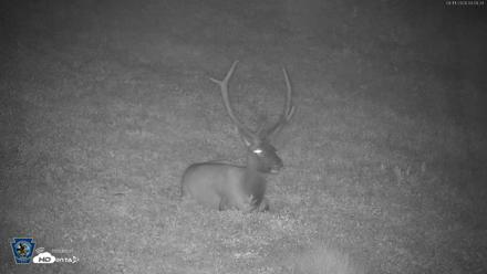 Pennsylvania Elk Live Webcam - Aug 11, 2026, 4:10am EDT