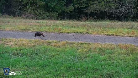 Pennsylvania Elk Live Webcam - Sep 30, 2026, 11:57am EDT