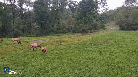 Pennsylvania Elk Live Webcam - Aug 11, 2026, 7:09am EDT