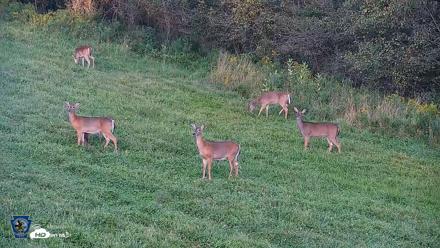 Pennsylvania Elk Live Webcam - Sep 7, 2026, 7:04pm EDT